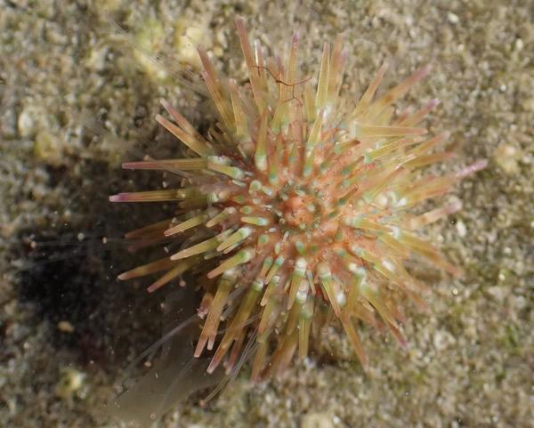 Paracentrotus lividus?