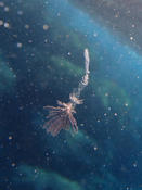 Paralarve de Thysanoteuthis rhombus (clamar diamant) ?