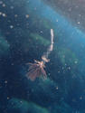 Paralarve de Thysanoteuthis rhombus (clamar diamant) ?