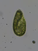 Paramecie identidiable ?