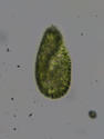 Paramecie identidiable ?