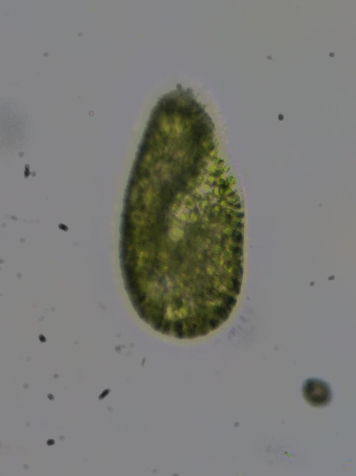 Paramecie identidiable ?