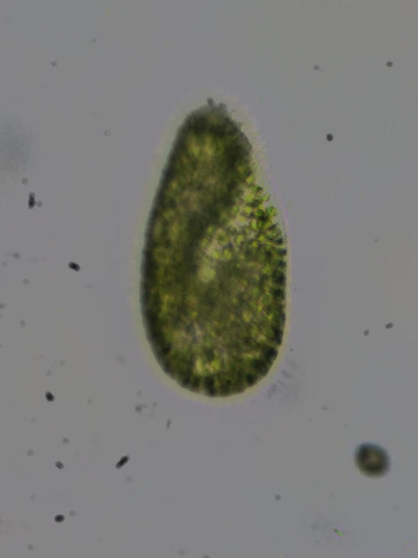 Paramecie identidiable ?
