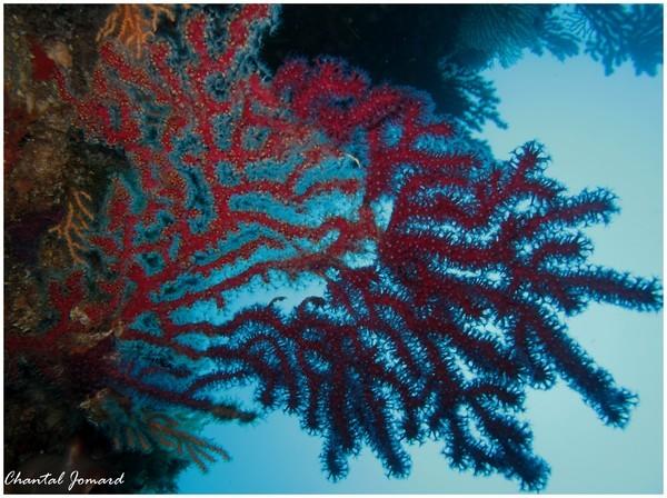 voici un alcyon sur gorgone rouge, à Port Cros.<br />