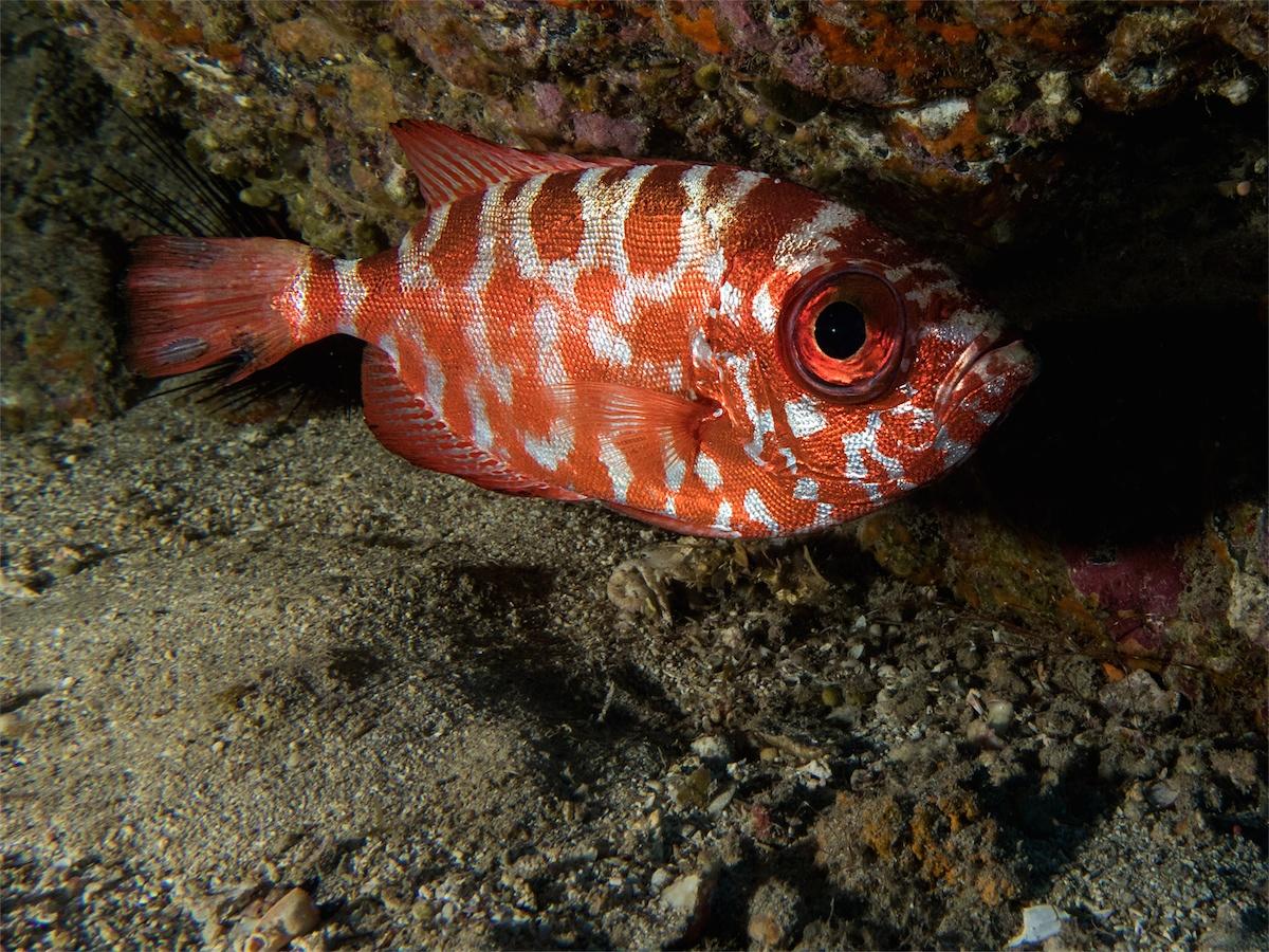 <p>Un autre Heteropriacanthus cruentatus, il semble y avoir trois ispodes sur sa queue (c'est pas évident, mais en photo sub, on n'a pas toujours l...