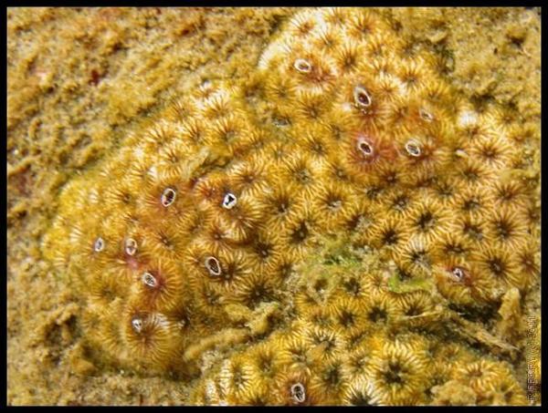 Parasite corail (caraïbes)