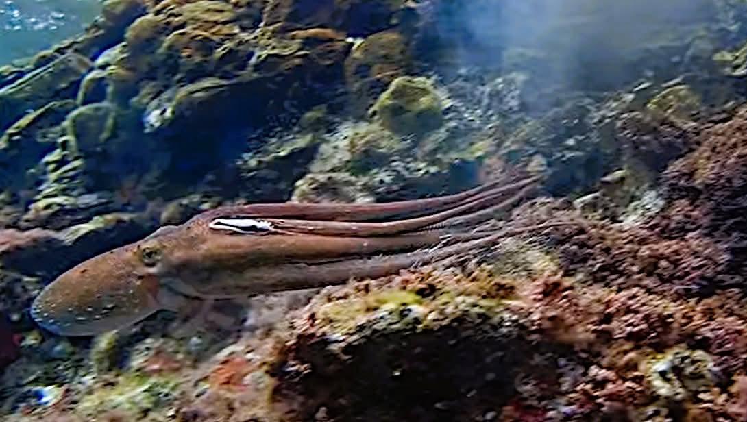 Parasite externe?