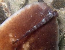 parasite externe sur raie torpille à Mayotte