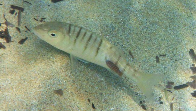 Parasite on Striped Seabream