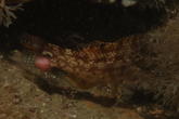 Parasite ou maladie d'un poisson