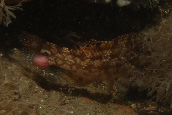 Parasite ou maladie d'un poisson
