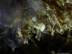 Parasite/prédateur/autre de Clavelina oblonga