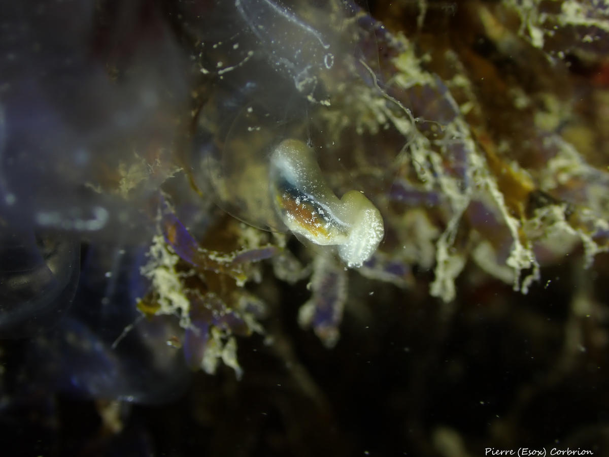 Parasite/prédateur/autre de Clavelina oblonga