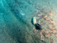 parasite sur raie torpille