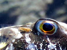 Parasite sur Sphoeroides marmoratus ?