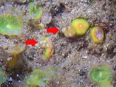 Parasites Corynactis?