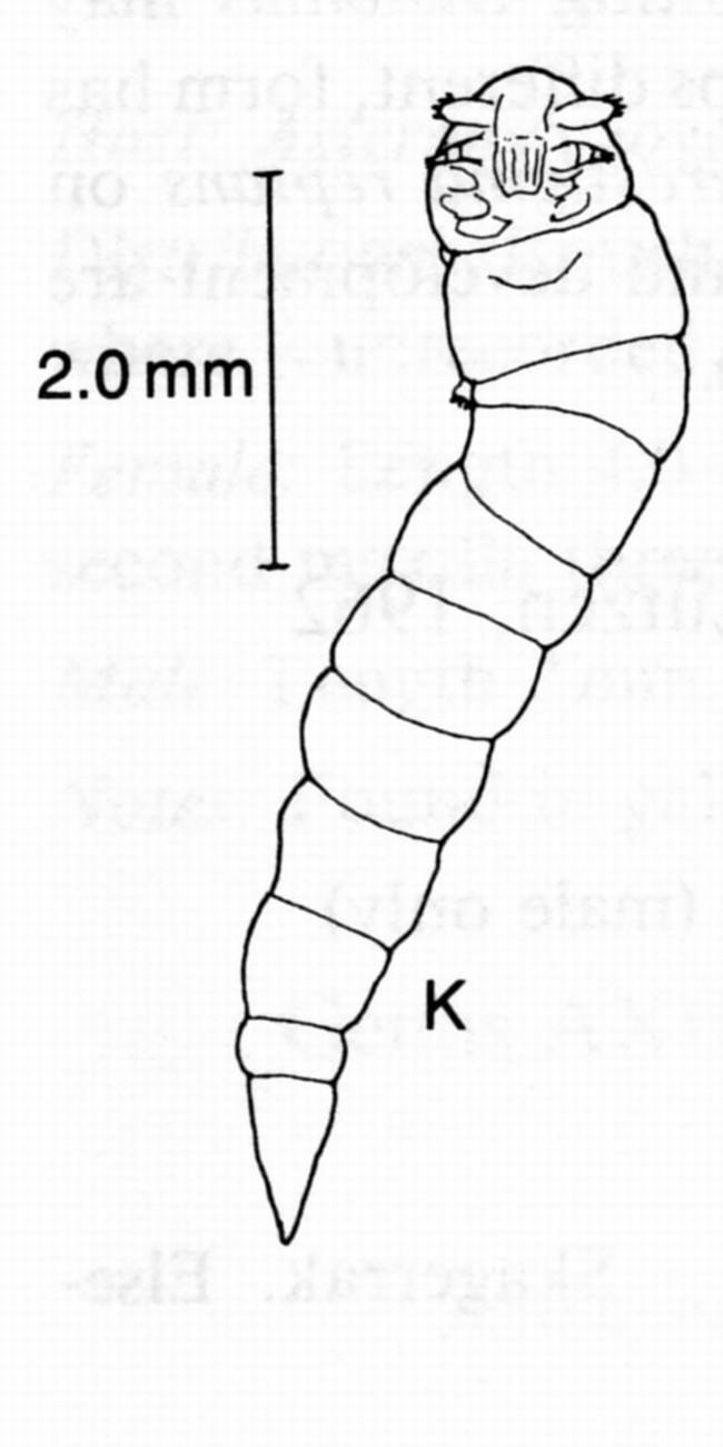 Bonsoir,<br /><br />J'ai trouvé une image de Mesoglicola dans "Commensal and parasitic copepods associated with marine invertebrates" (Gotto 1993)....