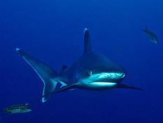 Parasites sur requin