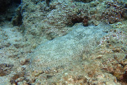 Pardachirus marmoratus ??