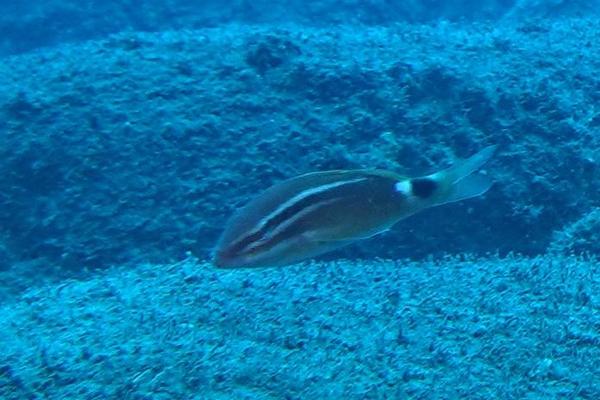 Parupeneus spilurus à la Réunion