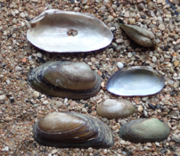 Pas faciles les bivalves d'eau douce : une idée pour celui-ci ?