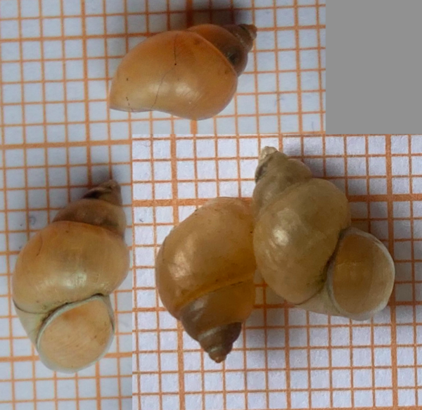 Pas faciles les mini gastéropodes d'eau douce : une idée pour celui-ci ? (1)