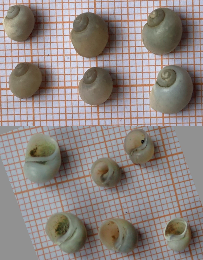 Pas faciles les mini gastéropodes d'eau douce : une idée pour celui-ci ? (2)