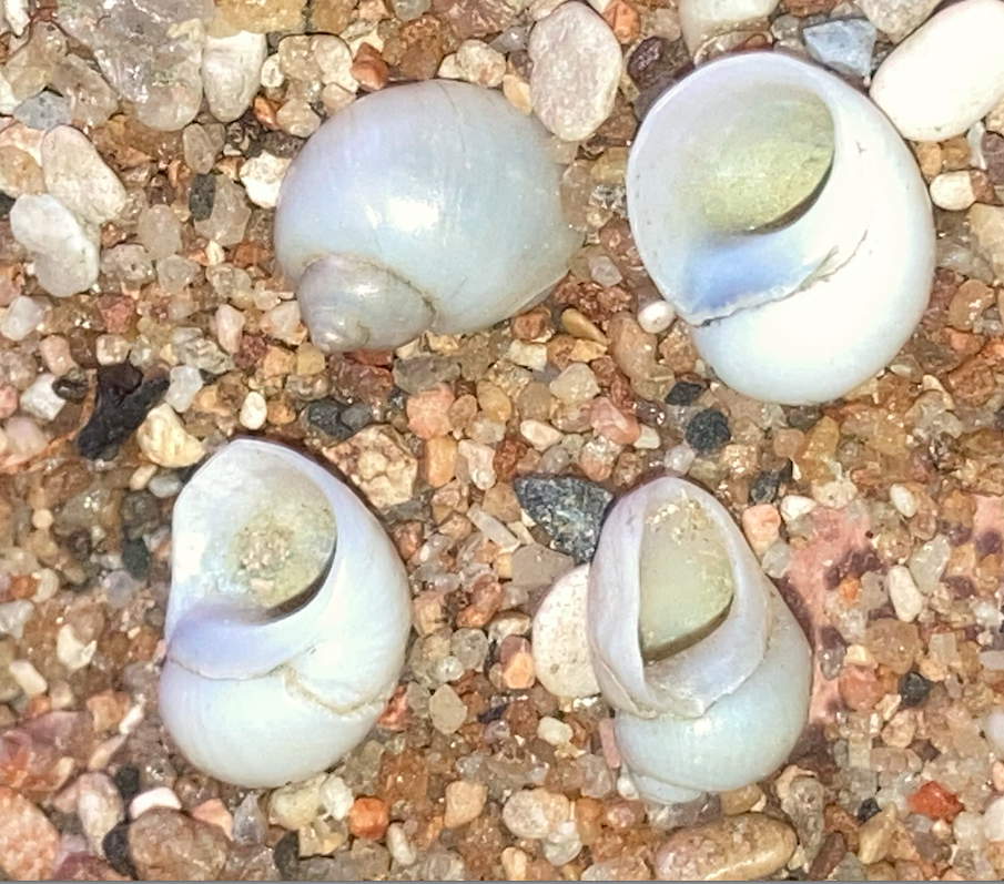 <p>Bonjour,</p><p>merci à Vincent pour la confirmation. Il s’agit donc je pense de <em>Lithoglyphus naticoides</em> (Pfeiffer C., 1828). C’est un a...