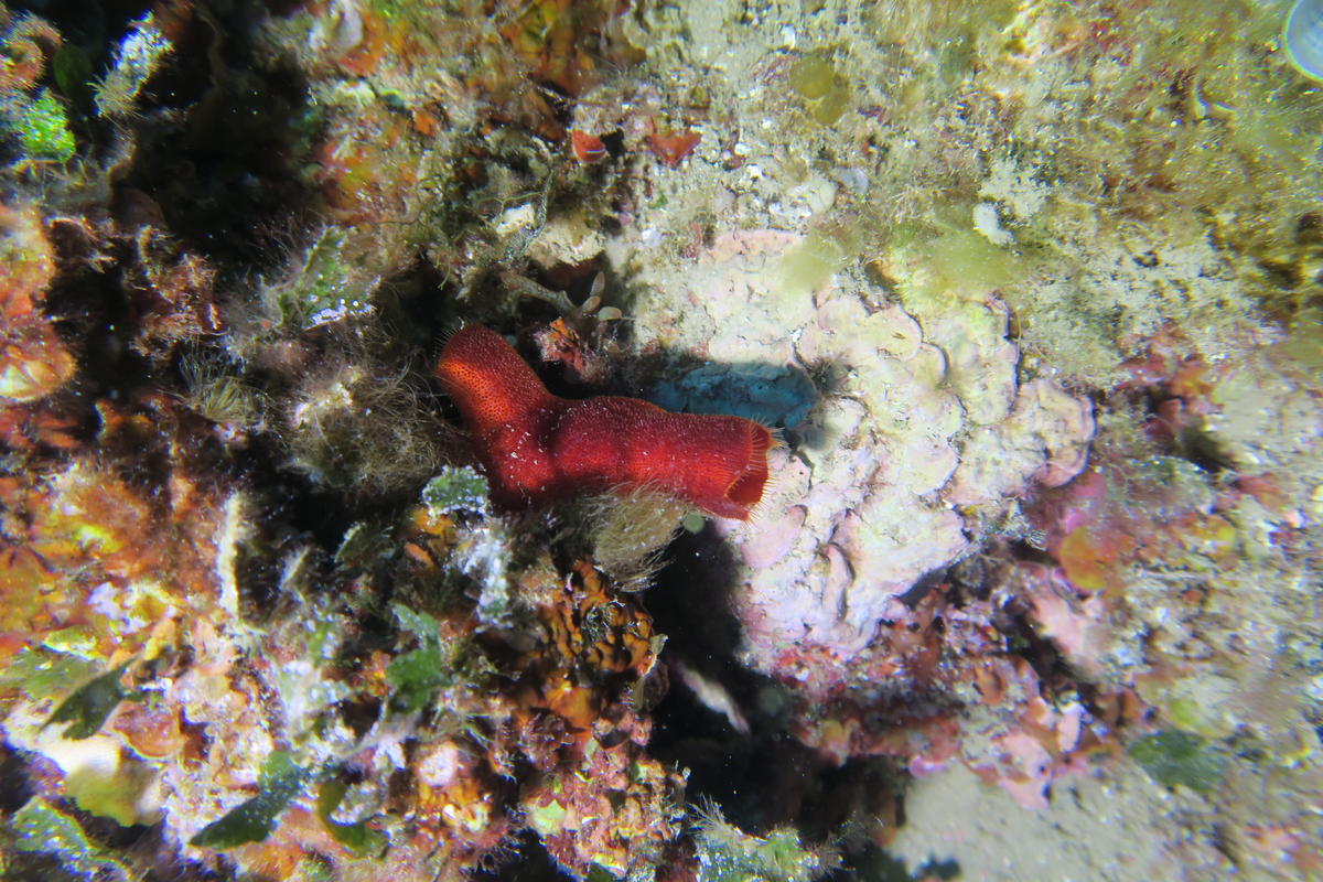 pas tout d'une ascidie rouge, qui suis je?