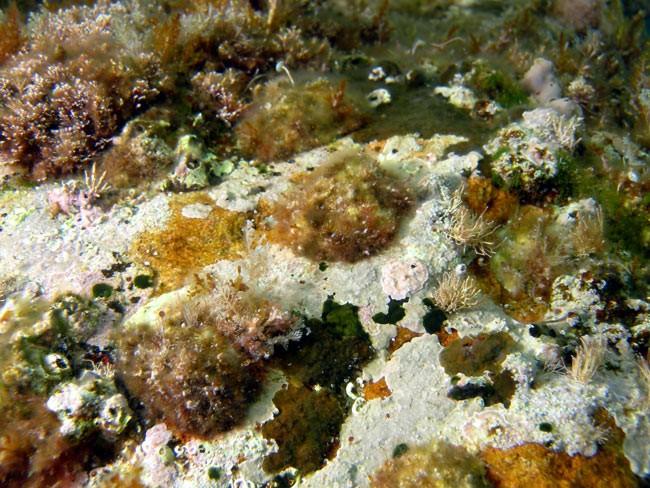 et le plus souvent c'est "ça" <em>P. caerulea</em> en plongée par petits fonds !! (3 bien "visibles" sur cette photo)
