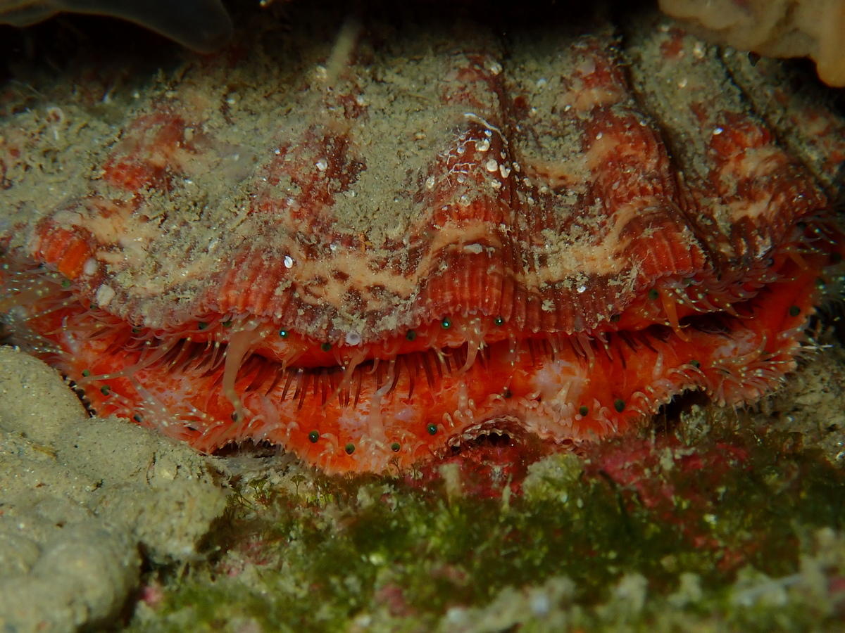 Peigne ou coquille St Jacques ?