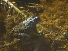 Pelophylax (1)