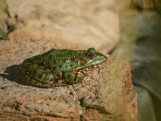 Pelophylax (2)