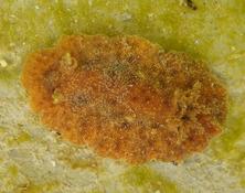 Peltodoris?