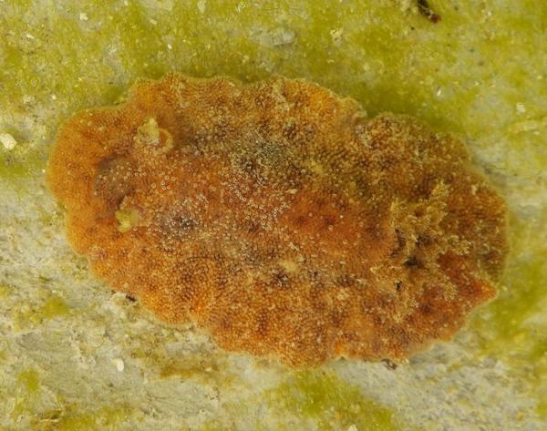 Peltodoris?