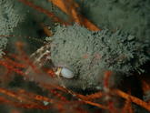 Peltogaster sp. ?