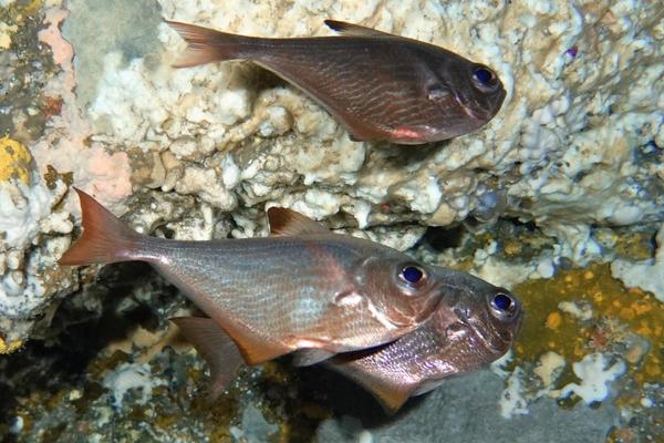 Pempheris nesogallica ?