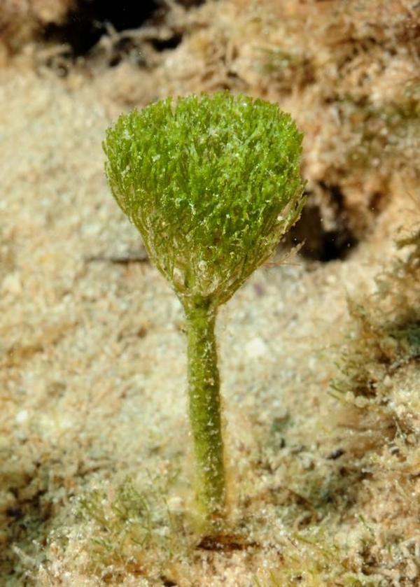 Penicillus en Tunisie ?