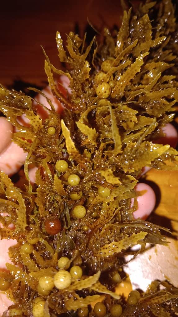 Pensez-vous qu'elle soit Sargassum muticum?