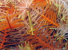 Periclimenes affinis ?