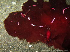 Periclimenes imperator