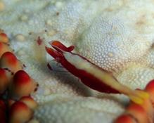 Periclimenes soror et autre crevette sur astérie