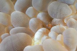 Periclimenes