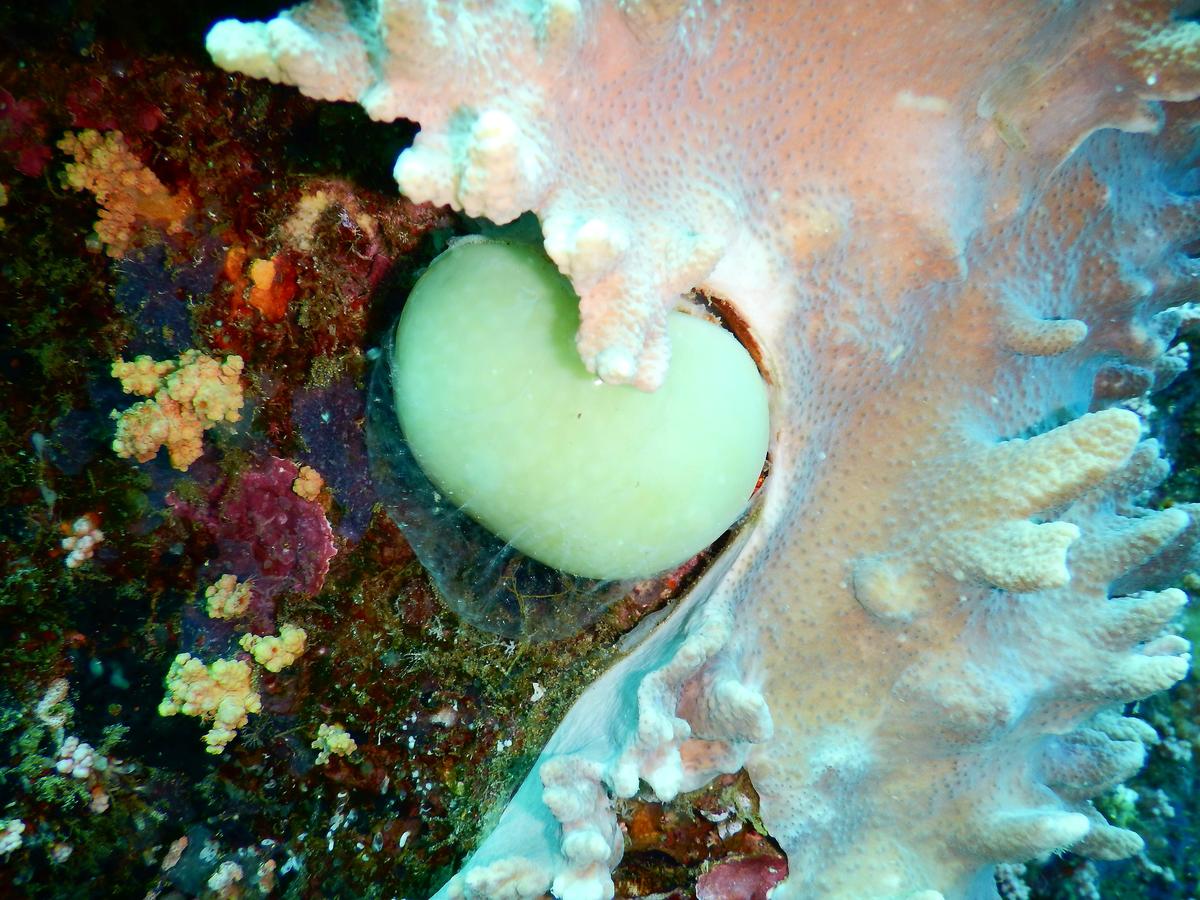 perle de corail ou de calcaire ?