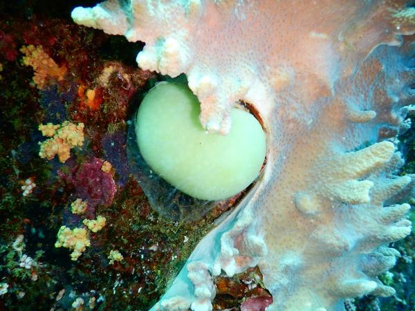 perle de corail ou de calcaire ?