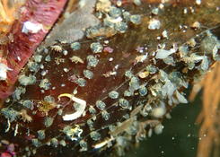 Perophora ? P. viridis ??