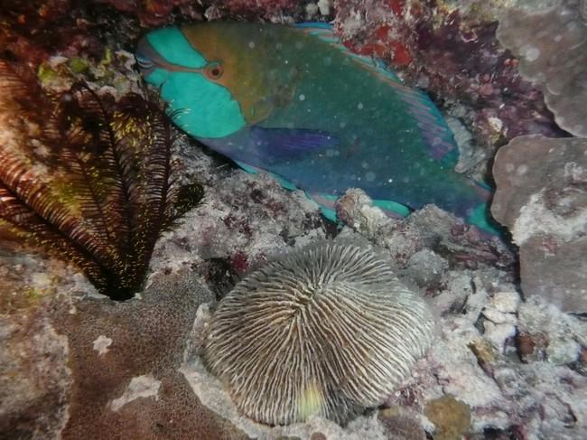 un autre, avec les mêmes couleurs, mais une livrée différente