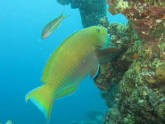 Perroquet de mer Rouge