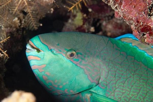 perroquet de mer Rouge