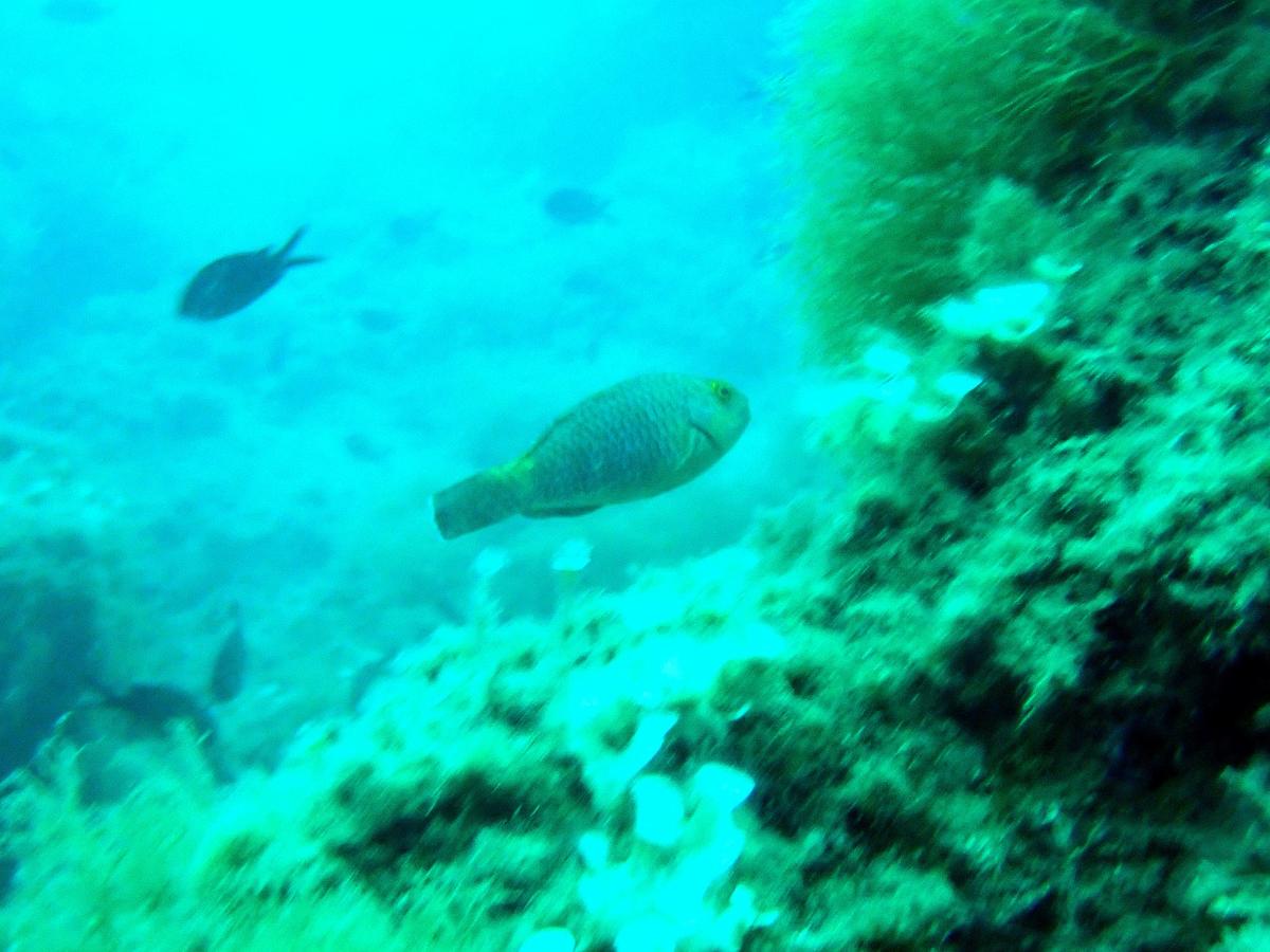 Perroquet méditerranée 06